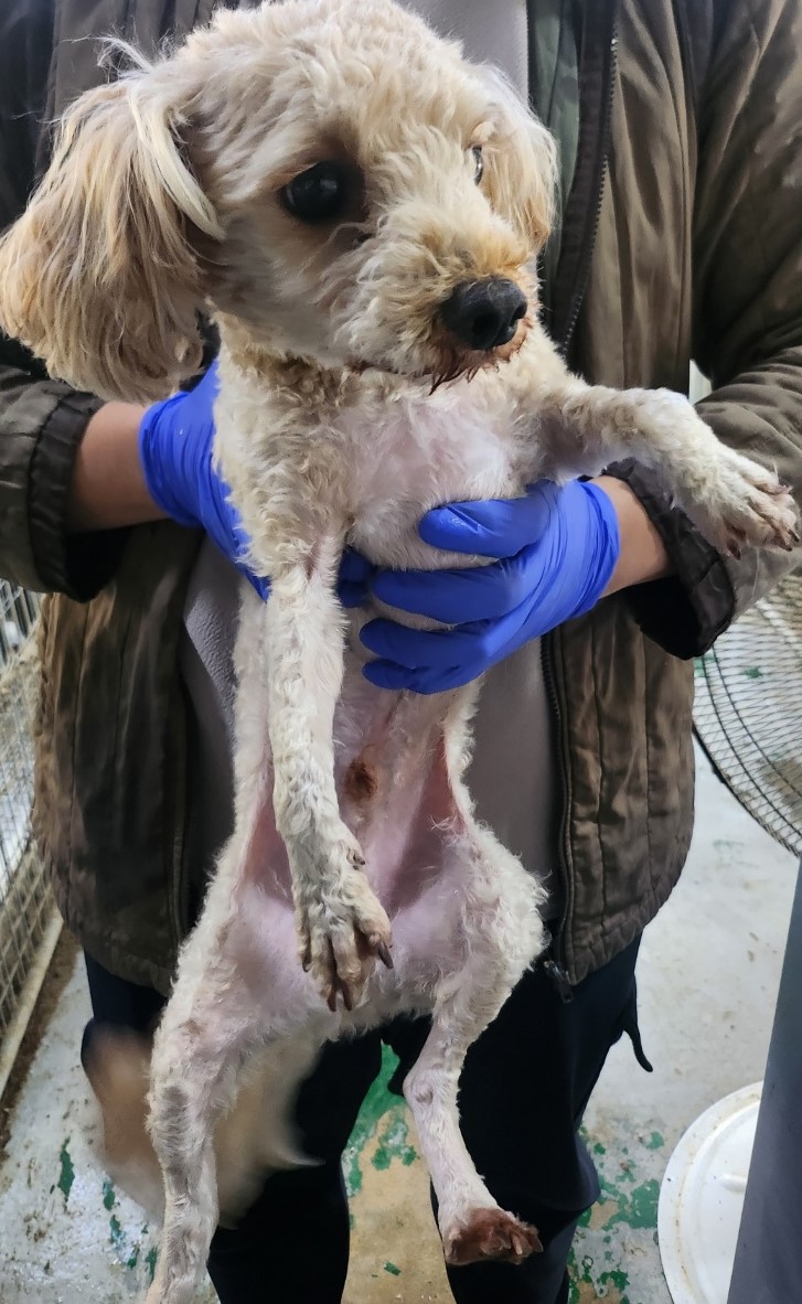 보호중 푸들의 가족…